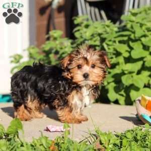 Bella, Yorkie Puppy